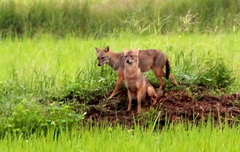 Canis aureus