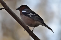 Fringilla coelebs