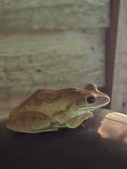斑腿泛樹蛙
