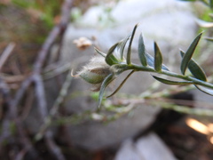 Amphithalea tomentosa