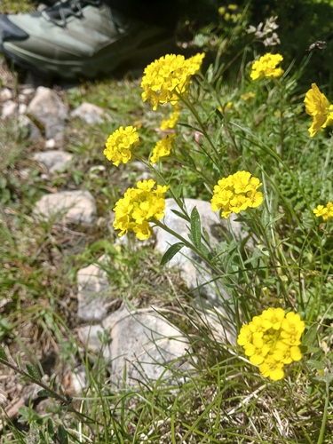 Alyssum repens
