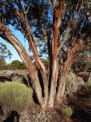 Eucalyptus celastroides