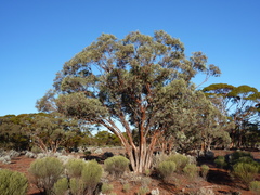 Eucalyptus celastroides
