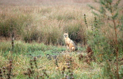 Canis aureus