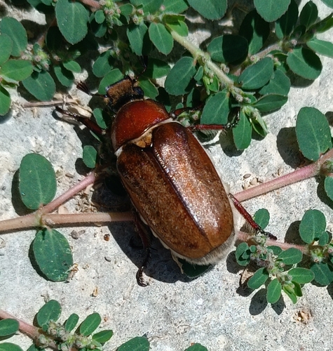 Anoxia villosa