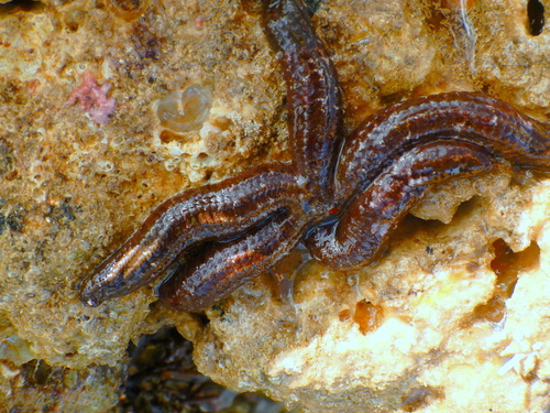 Ophidiaster hemprichi observed 2026-06-17