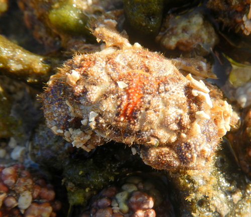 Gaillardiellus rueppelli observed 2026-06-17