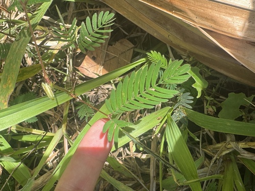 Mimosa pudica