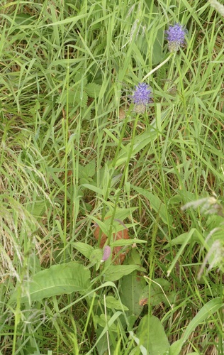 Phyteuma nigrum, photograph 3