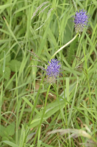 Phyteuma nigrum, photograph 4