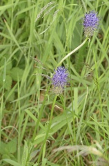 Phyteuma nigrum, photograph author not stated, no rights reserved