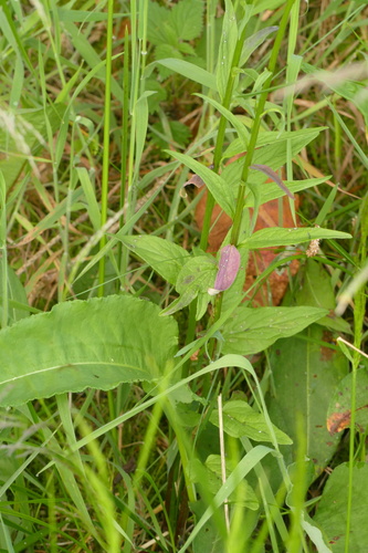 Phyteuma nigrum, photograph 5
