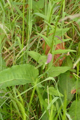 Phyteuma nigrum, photograph author not stated, no rights reserved