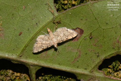 Lamprosema tampiusalis