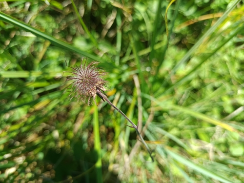 Water Avens