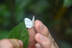 Leptosia nupta