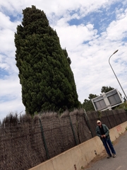 Cupressus sempervirens