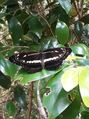 Chestnut-streaked Sailer
