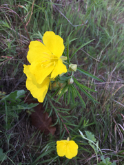 Calylophus