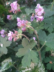 Geranium macrorrhizum