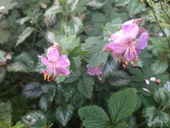 Geranium macrorrhizum