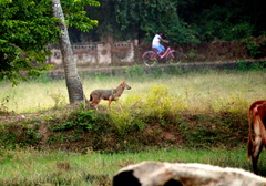 Canis aureus