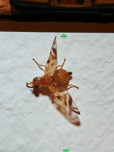 Myoleja, 2026-06-19