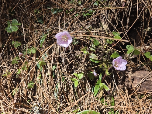 Oxalis griffithii, photograph 2