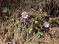 (c) Sophia Lee, some rights reserved (CC BY) Oxalis griffithii, photograph (c) Sophia Lee, some rights reserved (CC BY)