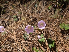 (c) Sophia Lee, some rights reserved (CC BY) Oxalis griffithii, photograph (c) Sophia Lee, some rights reserved (CC BY)