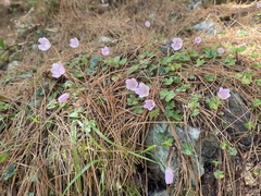 (c) Sophia Lee, some rights reserved (CC BY) Oxalis griffithii, photograph (c) Sophia Lee, some rights reserved (CC BY)