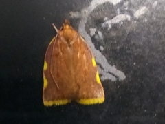 Gonionota