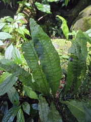 Leptochilus hemionitideus