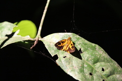 Ceratrichiini