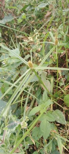 Cyperus ruwenzoriensis