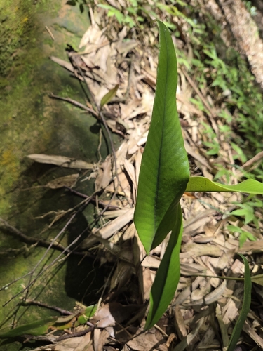 Pyrrosia lingua, photograph 5