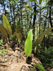Pyrrosia lingua, photograph (c) Sophia Lee, some rights reserved (CC BY)