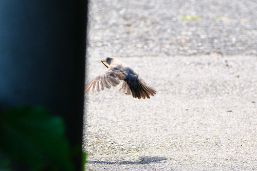 Blue Rock-Thrush
