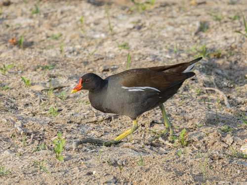 Common Moorhen