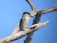 Halcyon chelicuti chelicuti