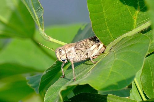 Migratory Locust