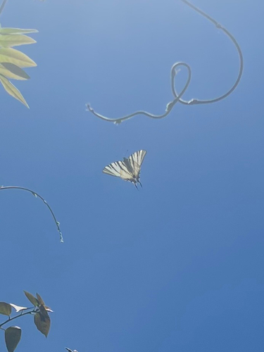Scarce Swallowtail