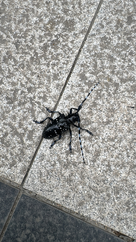 Citrus Longhorn Beetle