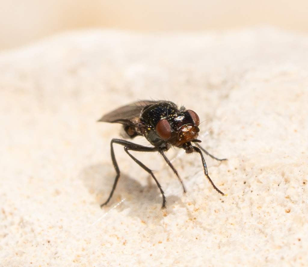 Ulidia ruficeps