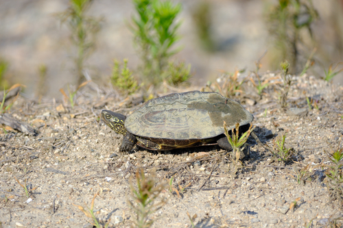 Chinese Pond Turtle