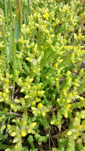 Biting Stonecrop