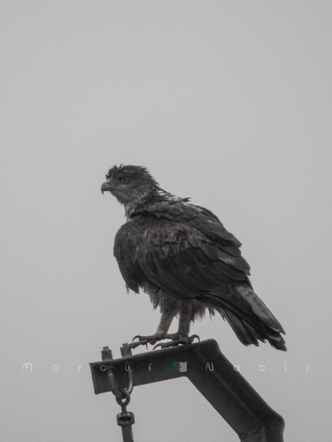 Bonelli's Eagle