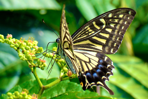 Chinese Yellow Swallowtail