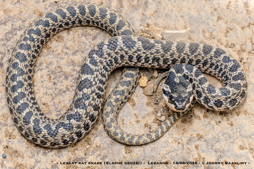 Levant Rat Snake