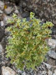 Chorizanthe corrugata